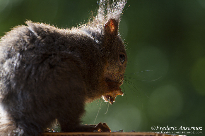 Wildlife In Switzerland – Some Animals | Ansermoz-Photography