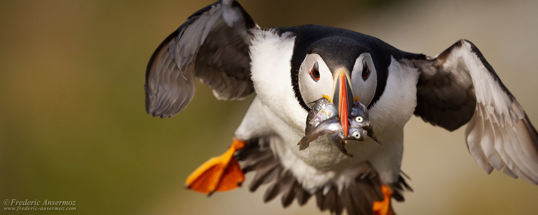 Puffins, Norway, Runde