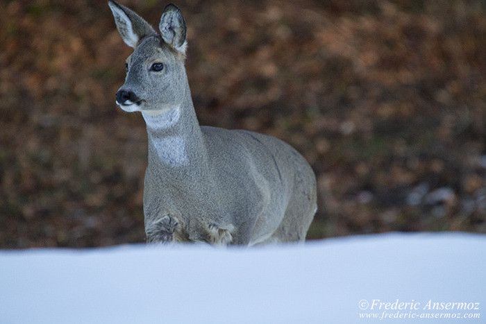 Wildlife In Switzerland – Some Animals | Ansermoz-Photography