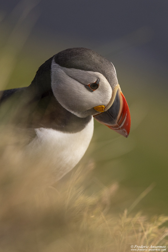 Puffin portrait in the grass with ambient light