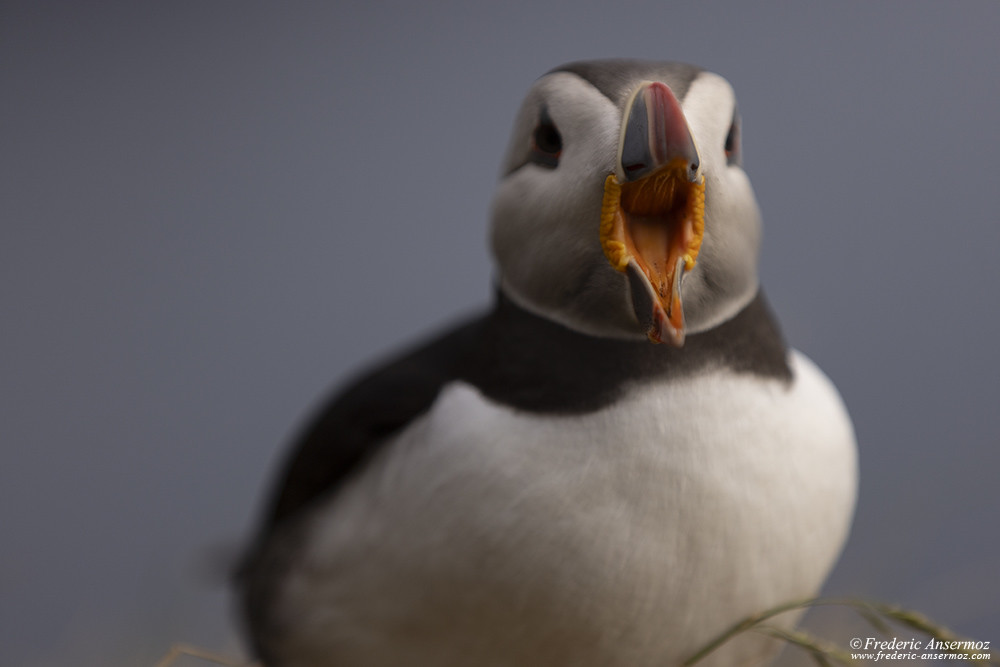 Puffin yawning after a long day of sea fishing