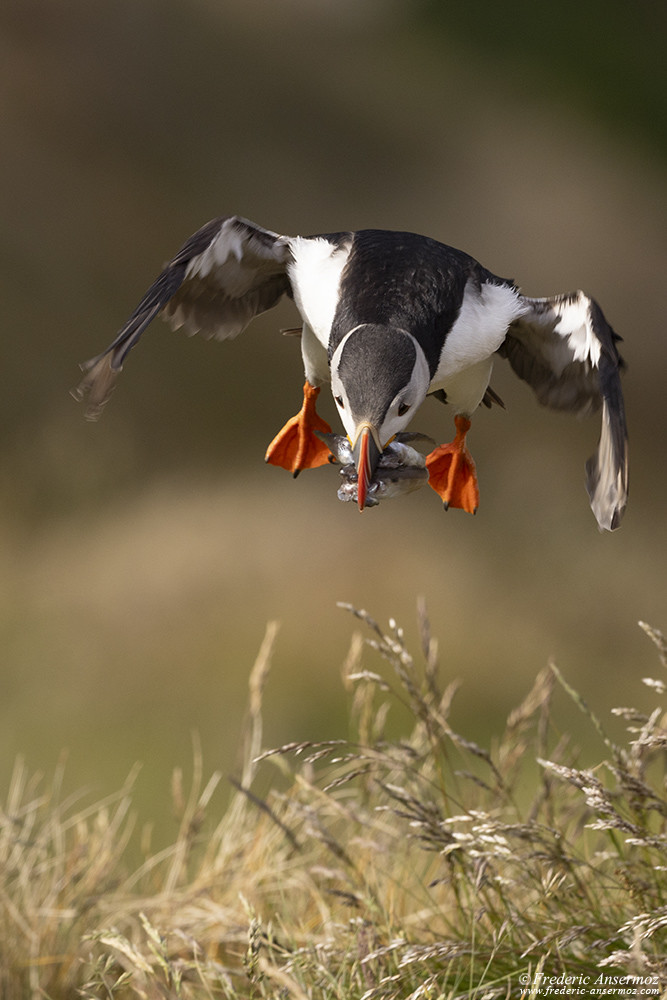 Puffin landing with fish in its beak