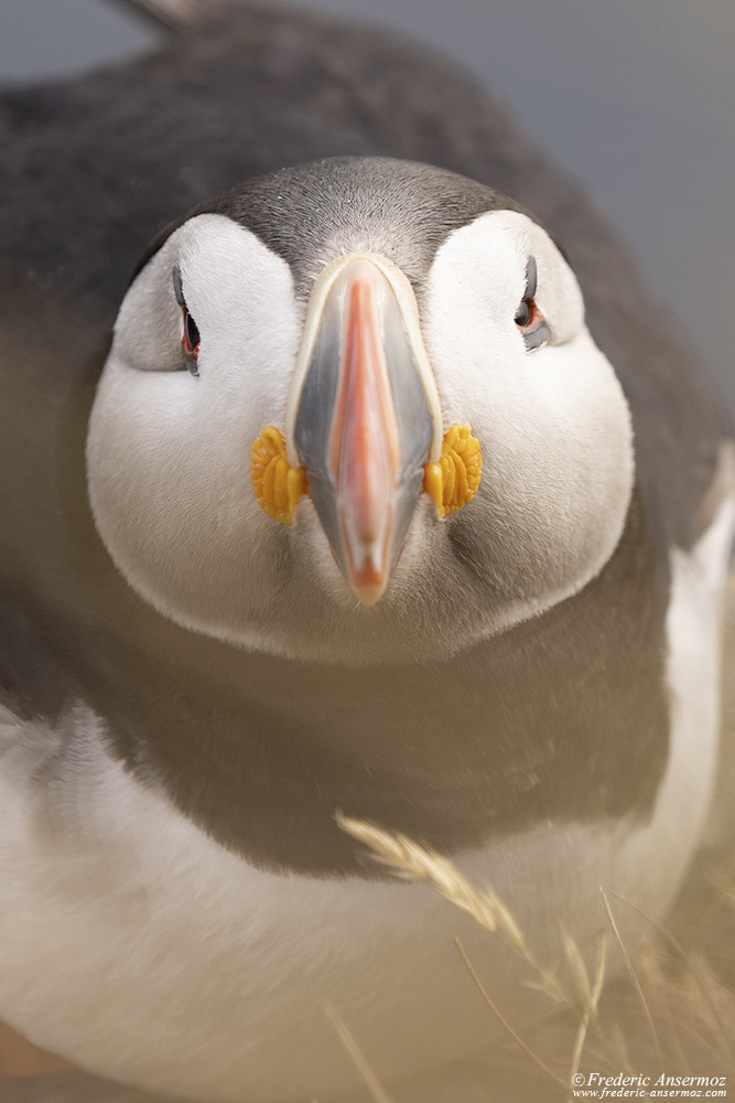 Cute fluffy puffin portrait, Runde, Norway