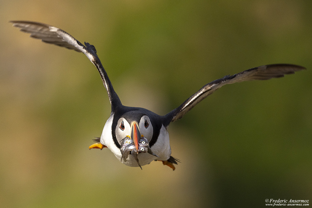 Macareux moine volant avec du poisson dans son bec