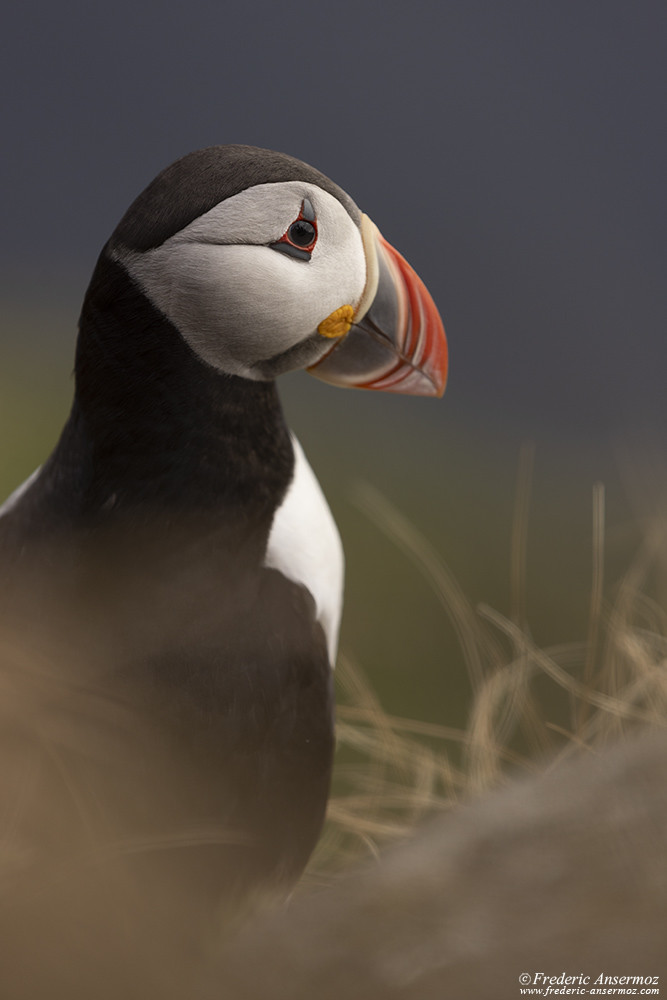 Puffin portrait among grass with the ocean in the background