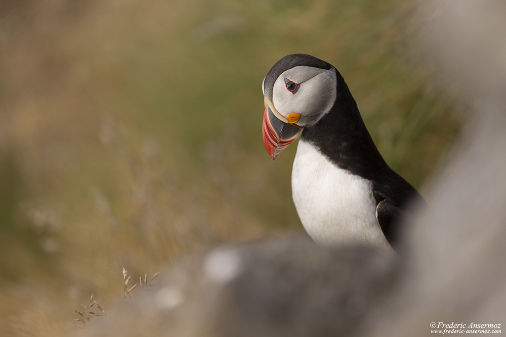 Puffin among rocks and grass on Runde Island, Norway