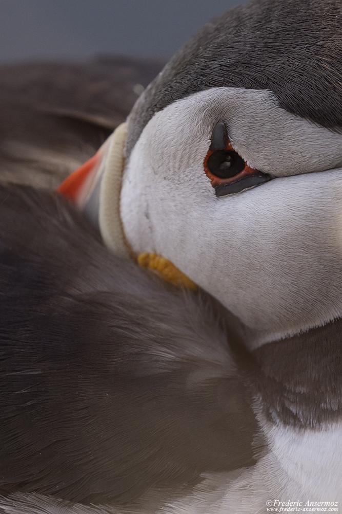 Close-up of a puffin with its beak in its feathers