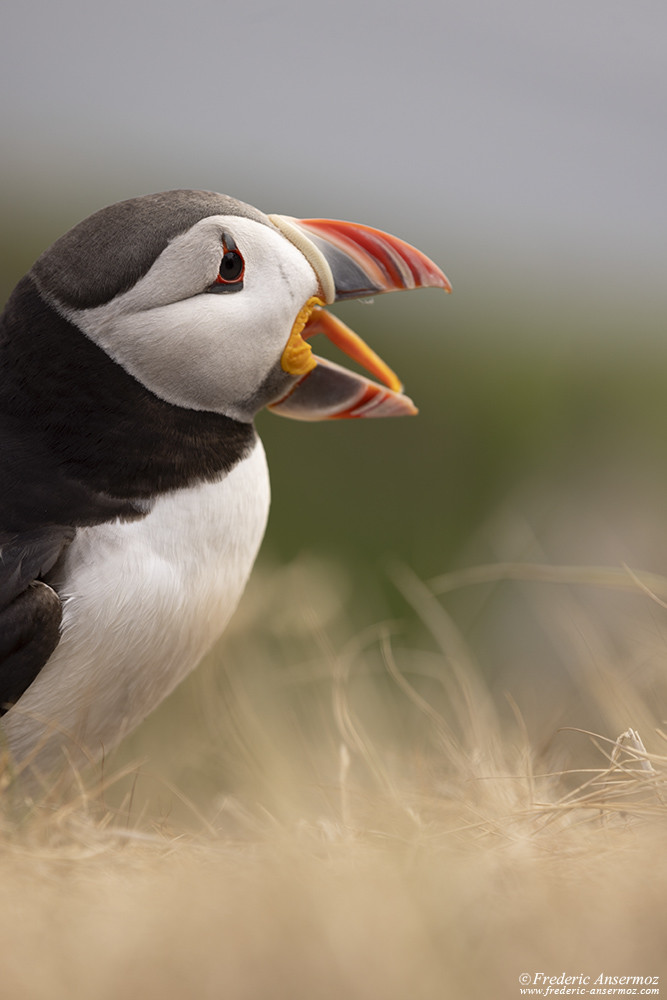 Puffin yawning and pulling its tongue off