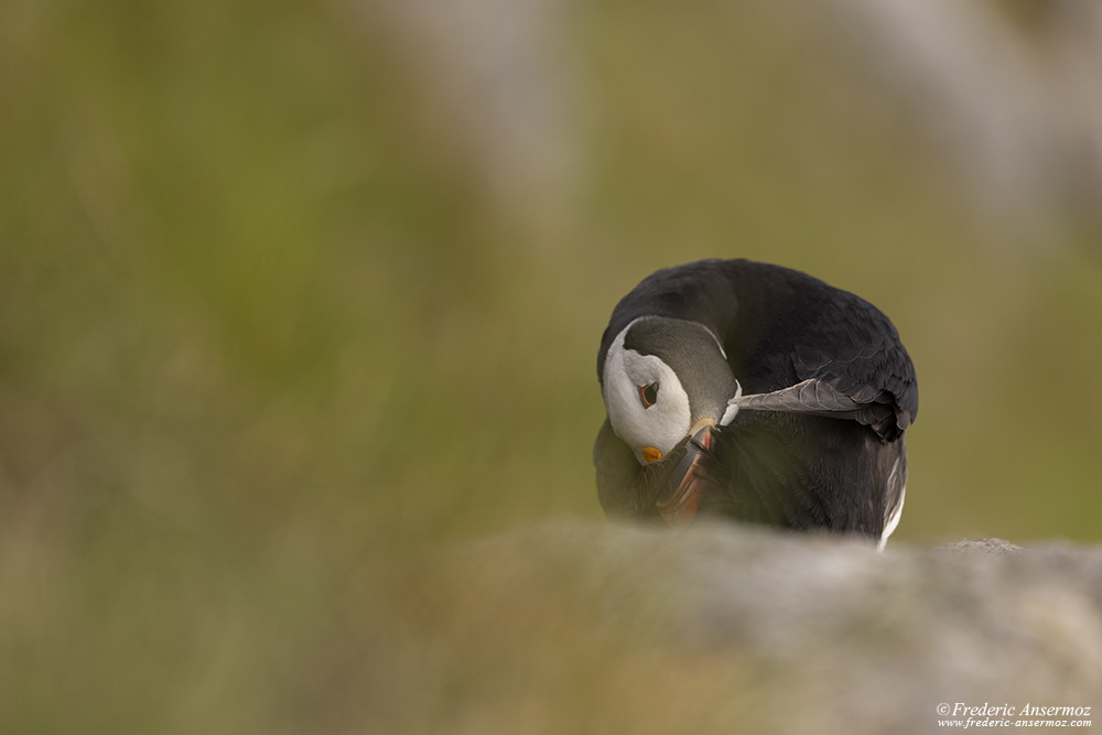 Puffin cleaning its feathers on a rock on Runde Island, Norway