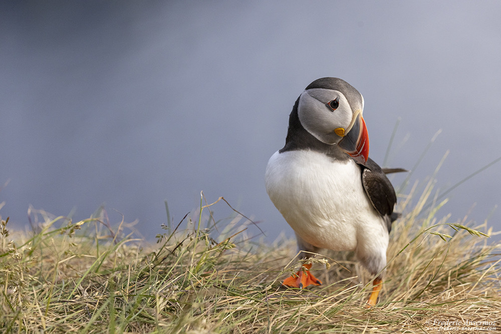 Puffin standing in the grass on Runde Island, with the ocean in the background