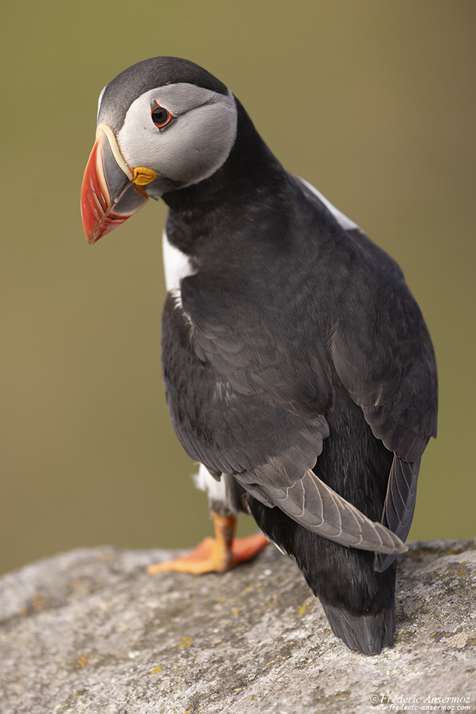 Puffin standing on a rock, close-up photo