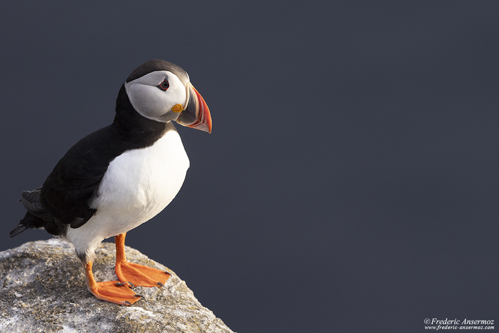 Puffin standing on a cliff on Runde Island, with the ocean in the background