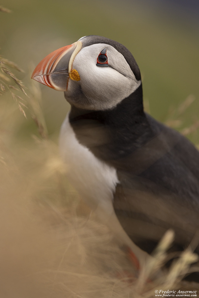 Portrait d'un macareux moine dans l'herbe, Norvège