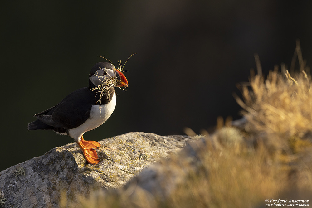 Puffin gathering grass in its beak to make its nest comfy