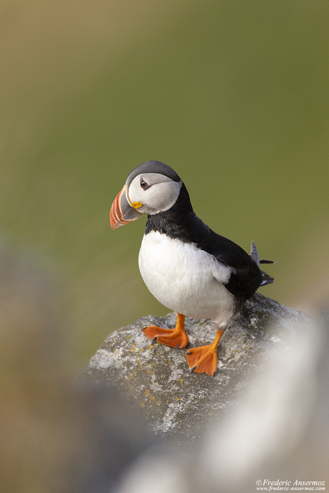 Puffin standing on a rock with blurry background and foreground