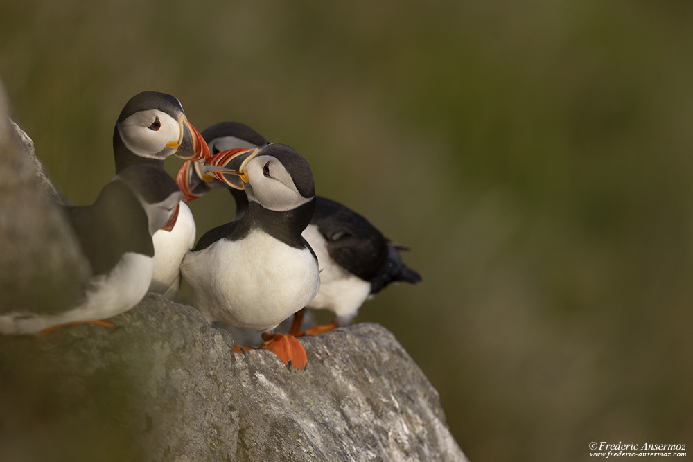 Un groupe de macareux sur un rocher, oiseaux marins sur l'île de Runde, Norvège