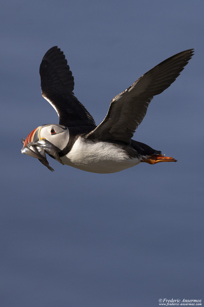 Macareux moine retournant à son nid avec du poisson dans son bec