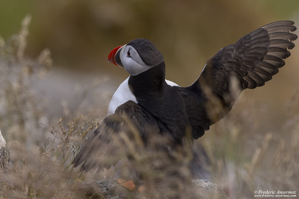 Puffin spreading its wings, Runde Island, Norway